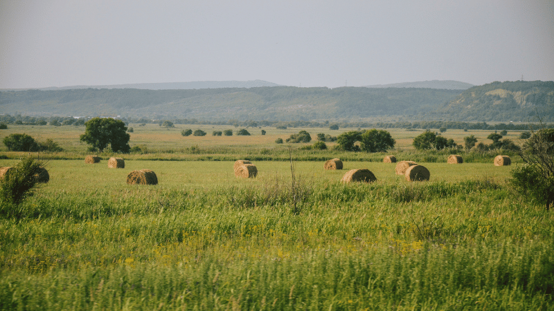 A wide green field with round hay bales scattered across it, representing an agricultural business that can benefit from asset finance.