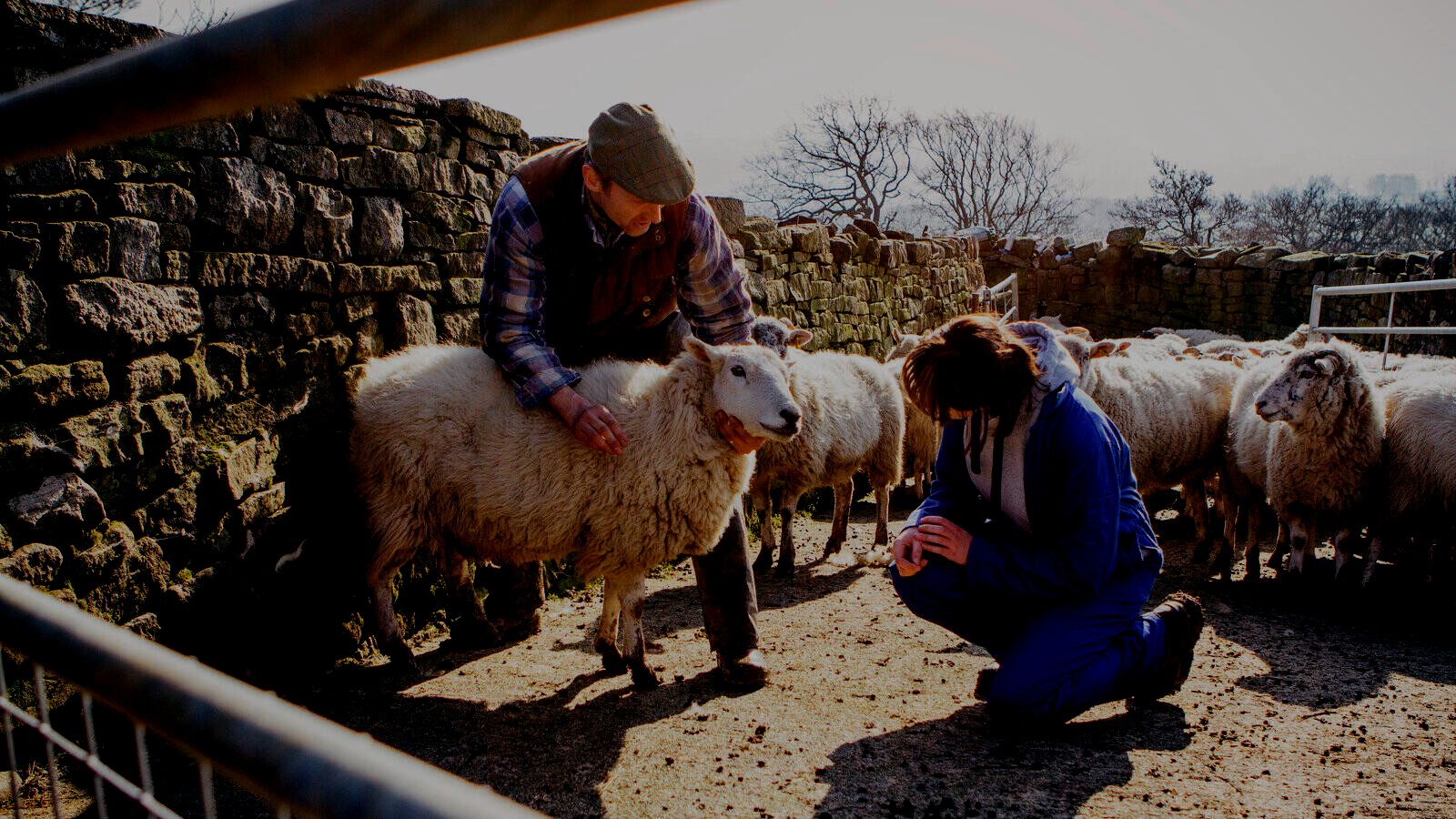 Livestock Handling Finance Leasing